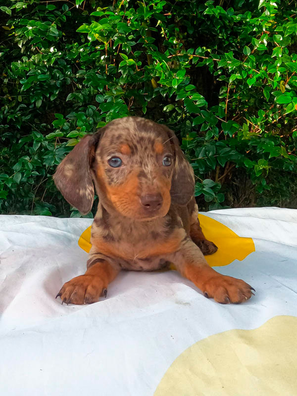 A-G0024090-600x800-002