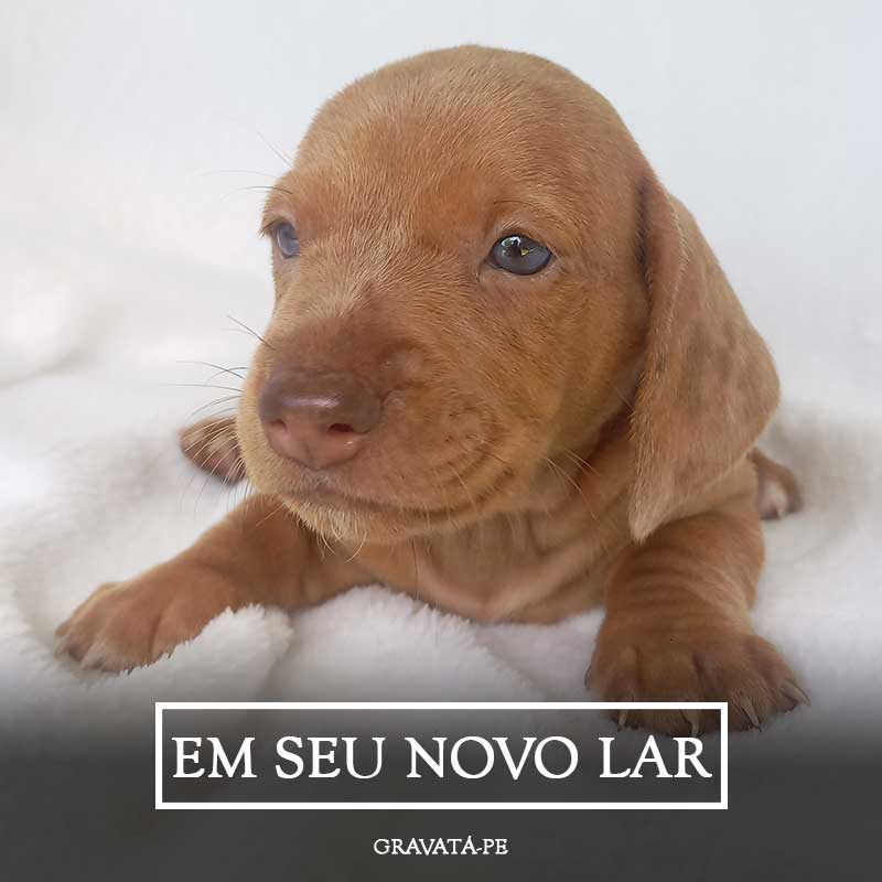 Beterraba01
