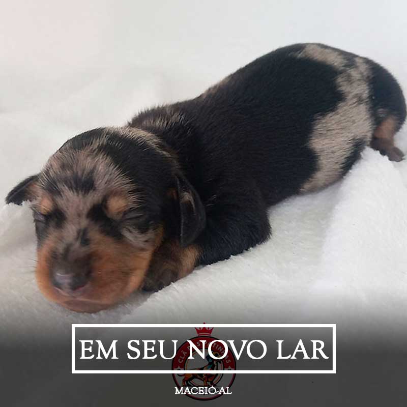 Brócolis